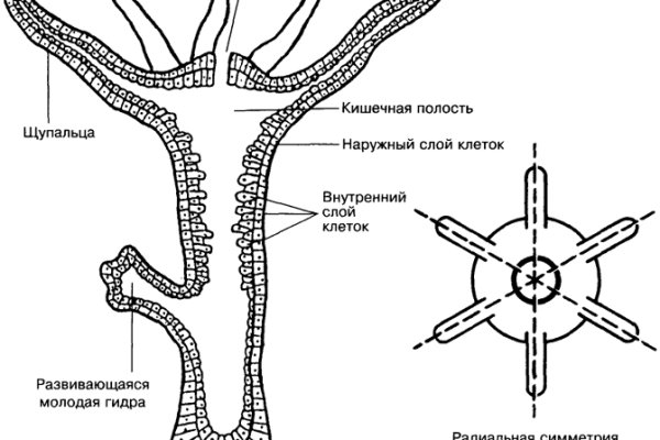 Что с кракеном сайт