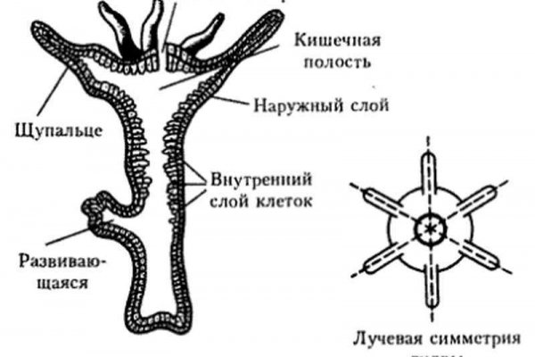 Ссылка на кракен не работает